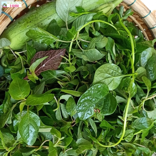 RAU ĐỒNG 2