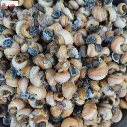 ỐC GẠO RUỘT /500GR