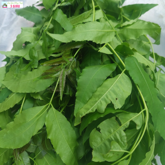 LÁ SẦU ĐÂU 1/BÓ