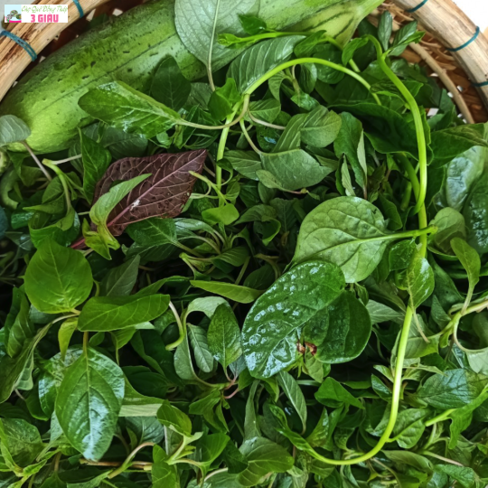 RAU TẬP TÀNG /KG