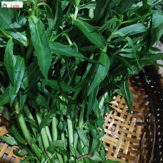 RAU NGỔ /KG
