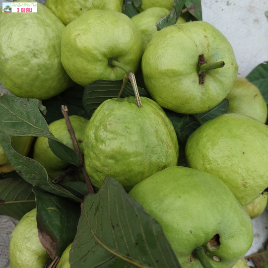 ỔI NỮ HOÀNG /KG