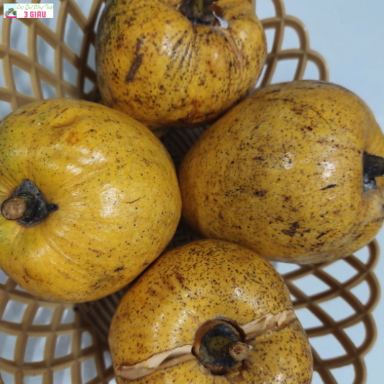 BÌNH BÁT /KG