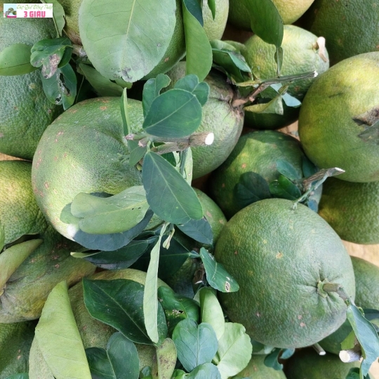 BƯỞI DA XANH LOẠI 1 /kg
