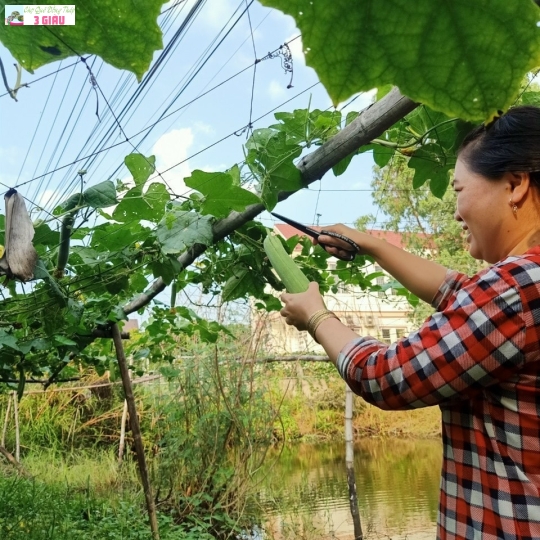 RAU ĐỒNG - BẦU VƯỜN