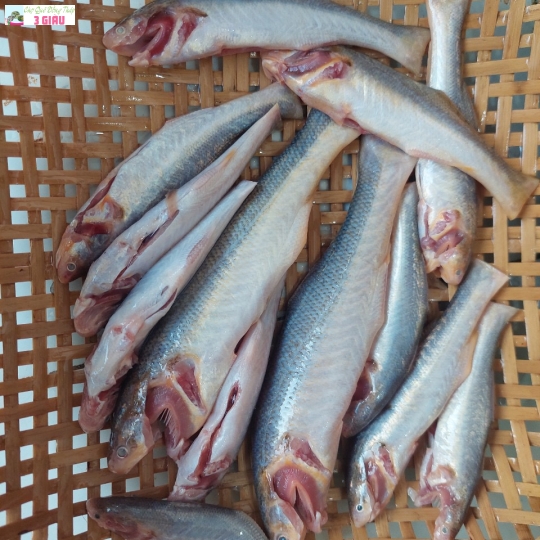 CÁ PHÈN/500g
