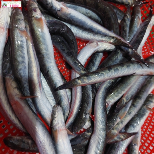 CÁ KÈO / 500gr